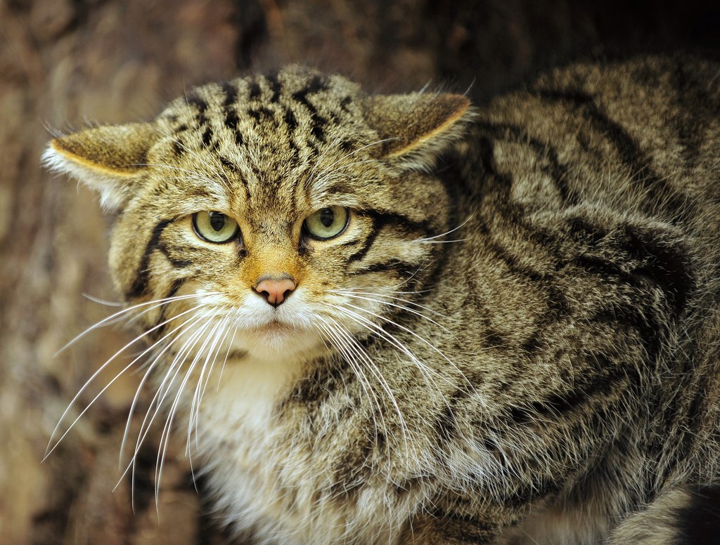 Дикие кошки котов. Среднеевропейский дикий Лесной кот. Европейский Лесной кот камышовый. Шотландский дикий Лесной кот. Шотландская Дикая Лесная кошка.