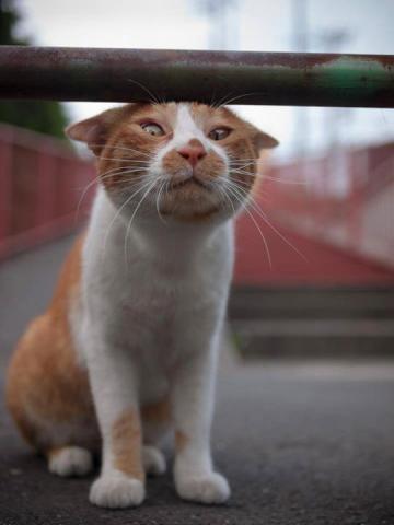 5569f5de8957e_.thumb.jpg.ab7d934fc76d26f