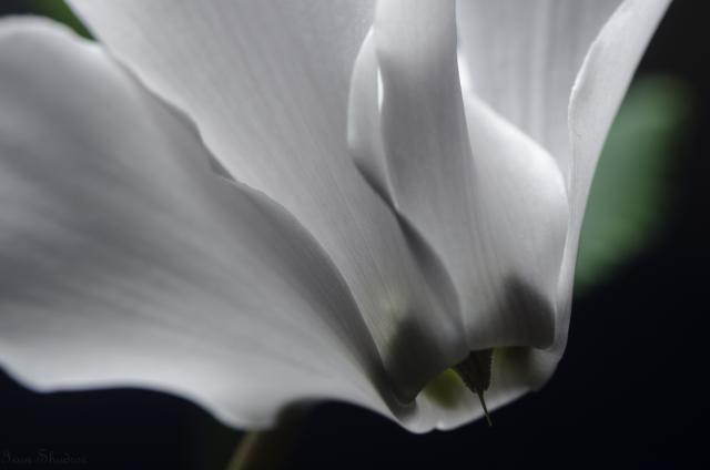 DSC_0092-1.thumb.jpg.b69ba8ee6f4fc7a305b