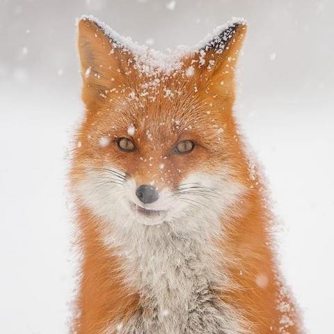 image (14).jpgп.jpg